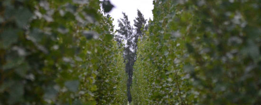 Alamos Galaria